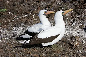 Boobys: Masked Booby - two