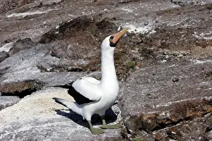 Boobie: Masked Booby