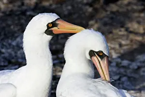 Boobie: Masked Booby - two