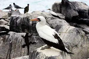 Boobie: Masked Booby
