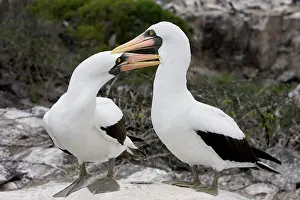 Boobie: Masked Booby - two