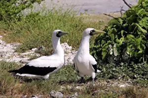 Boobie: Masked Booby