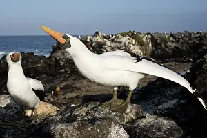 Boobie: Masked Booby
