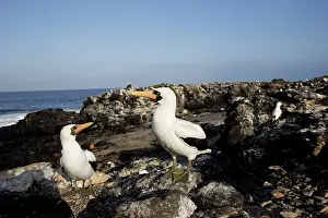 Boobie: Masked Booby