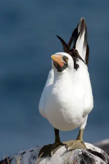 Dactylatra: Masked Booby