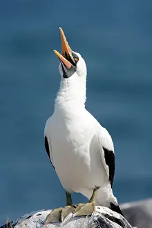 Dactylatra: Masked Booby