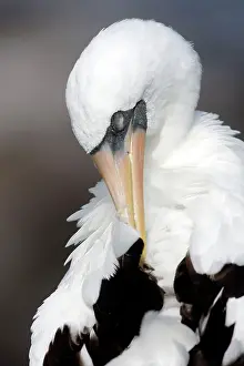 Dactylatra: Masked Booby