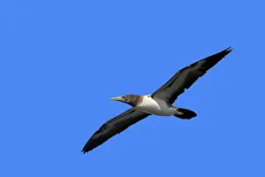 Dactylatra: Masked Booby