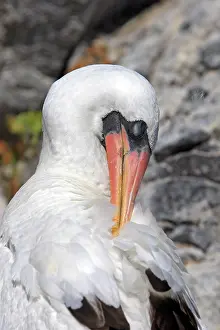 Dactylatra: Masked Booby