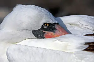 Dactylatra: Masked Booby