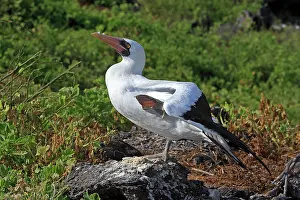 Dactylatra: Masked Booby