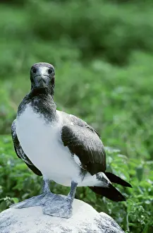 Dactylatra: Masked Booby