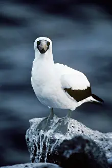 Dactylatra: Masked Booby