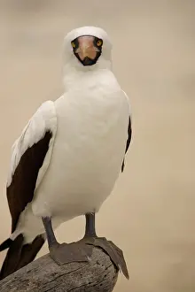 Boobies: Masked Booby