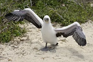 Boobies: Masked Booby