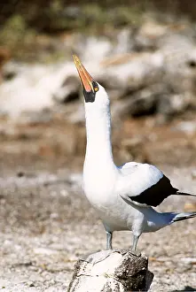 Geoff Trinder: MASKED BOOBY