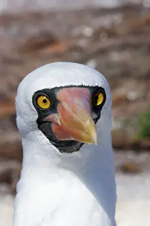 Boobys: Masked Booby - close-up of head