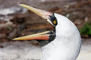 Boobys: Masked Booby - close-up of head with beak open