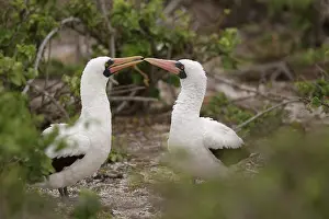 Boobies: Masked Booby courtship