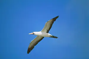 Granti: Masked Booby - in flight