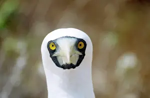 Boobie: Masked BOOBY- head close-up