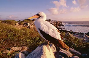 Boobie: Masked Booby - perched on rock