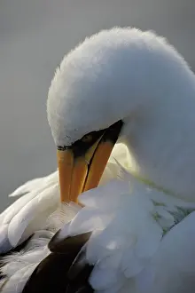 Boobies: Masked Booby preening