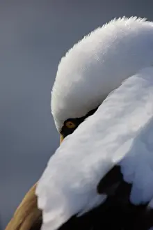 Boobies: Masked Booby preening
