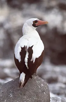 Geoff Trinder: MASKED BOOBY - on rock