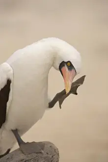 Boobies: Masked Booby scratching