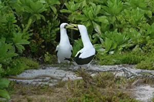 Masked: Masked Booby, Sula dactylata, Henderson
