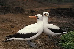 Boobies: Masked Booby (Sula dactylatra)