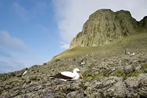 Scenics: Masked Booby, Sula dactylatra in front of El Cerro de la Mon