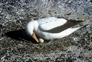Boobie: MASKED BOOBY - TURNING EGG