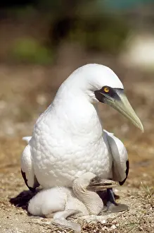 Boobie: Masked Booby - with young