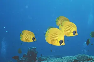 Chaetodon: Masked Butterfly Fish