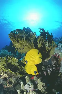 Chaetodon: Masked Butterfly Fish - coral