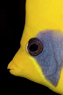 Butterflyfish: Masked Butterflyfish