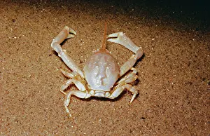 D. W. Greenslade: Masked CRAB