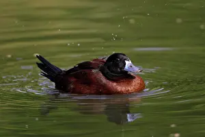 Dominica: Masked Duck - drake courtship displaying on lake