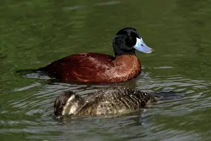 Dominica: Masked Duck - pair swimming on lake