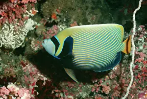 Pomacanthus: Masked / Emperor Angelfish