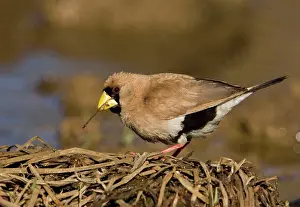 Personata: Masked Finch