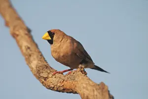 Personata: Masked Finch