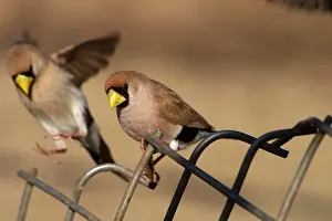Personata: Masked Finch - two on fence