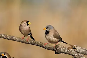 Personata: Masked Finch and Long-tailed Finch
