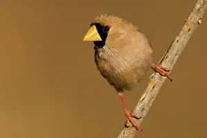Personata: Masked Finch - near a drying pool