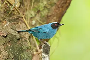 Mask: Masked Flowerhookbill (Diglossopis cyanea), adult