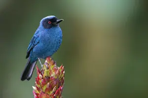 Masked: Masked flowerpiercer, cloud forest. Ecuador, South