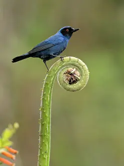 Spiral: Masked Flowerpiercer (Diglossa cyanea), on fern